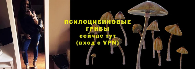 Галлюциногенные грибы Cubensis  Ершов 